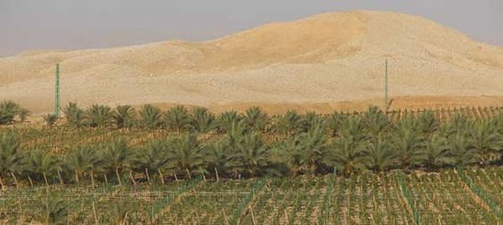 Sahara Vineyards.jpg