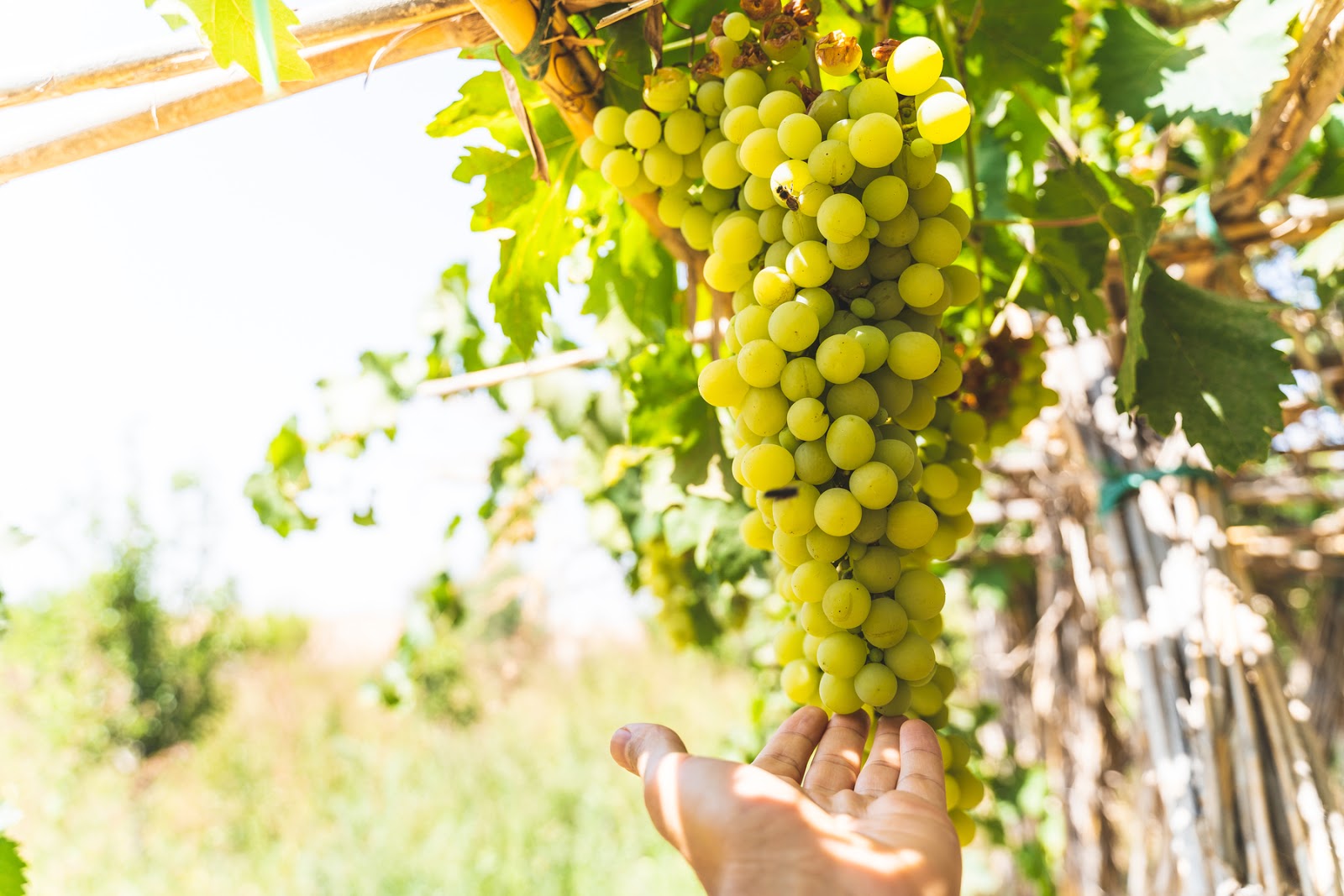 Самое «парфюмерное» вино: все, что нужно знать о мускатах