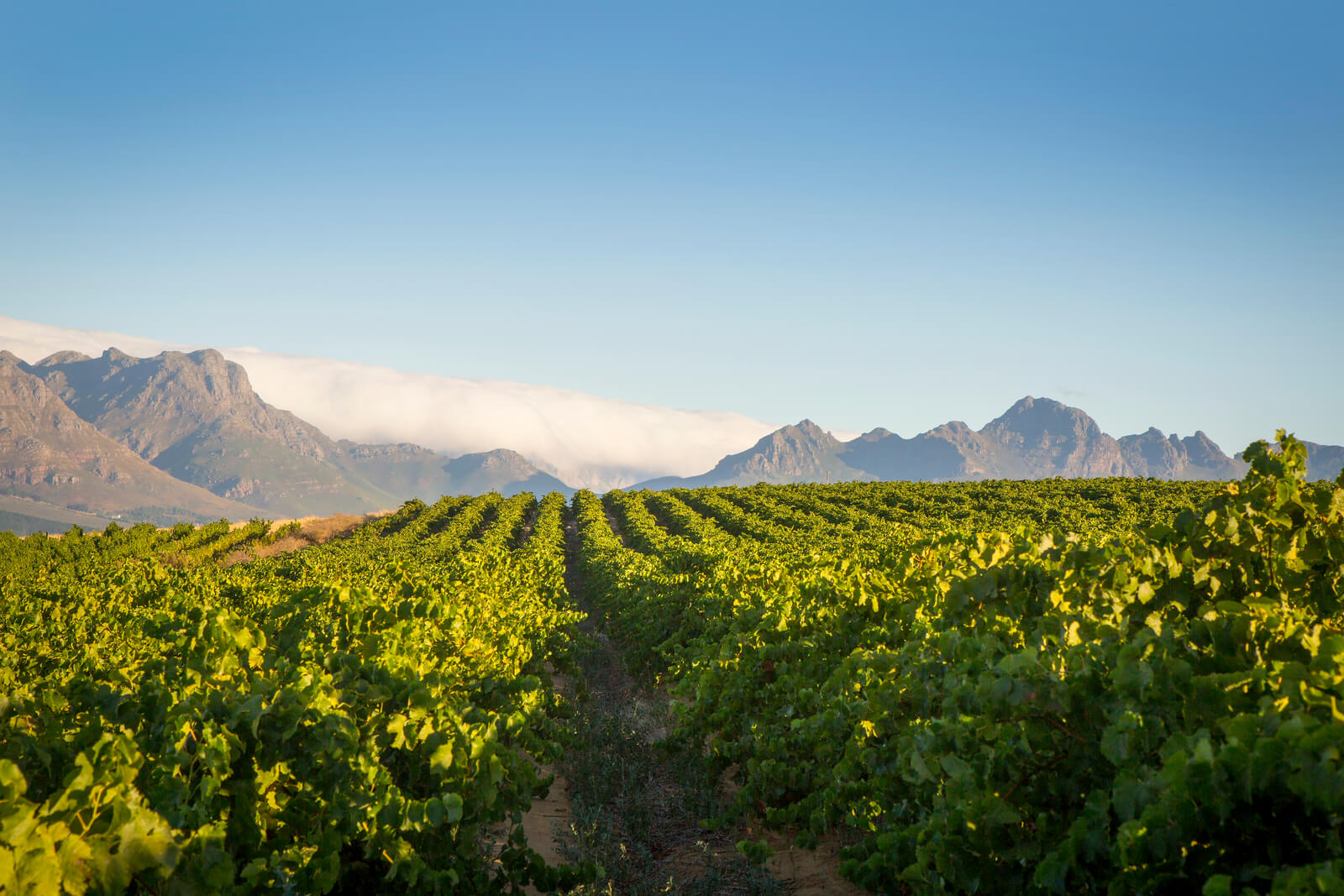 Пинотаж: вино с ароматом эспрессо