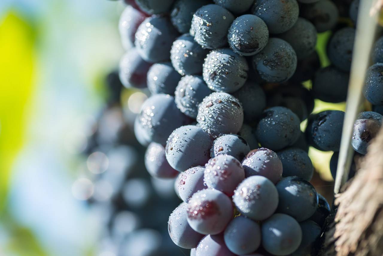 «На первом месте всегда терруар»: интервью с экспорт-менеджером Fattoria Selvapiana Фанни Брей 