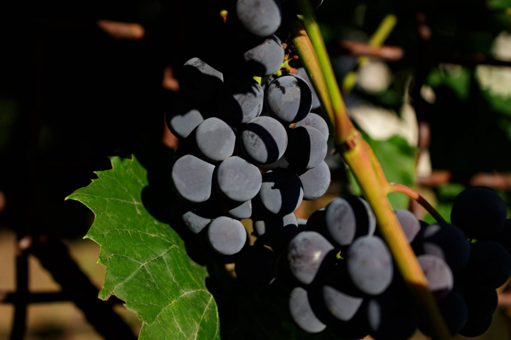 Вино из сорта Изабелла | Wine expertise