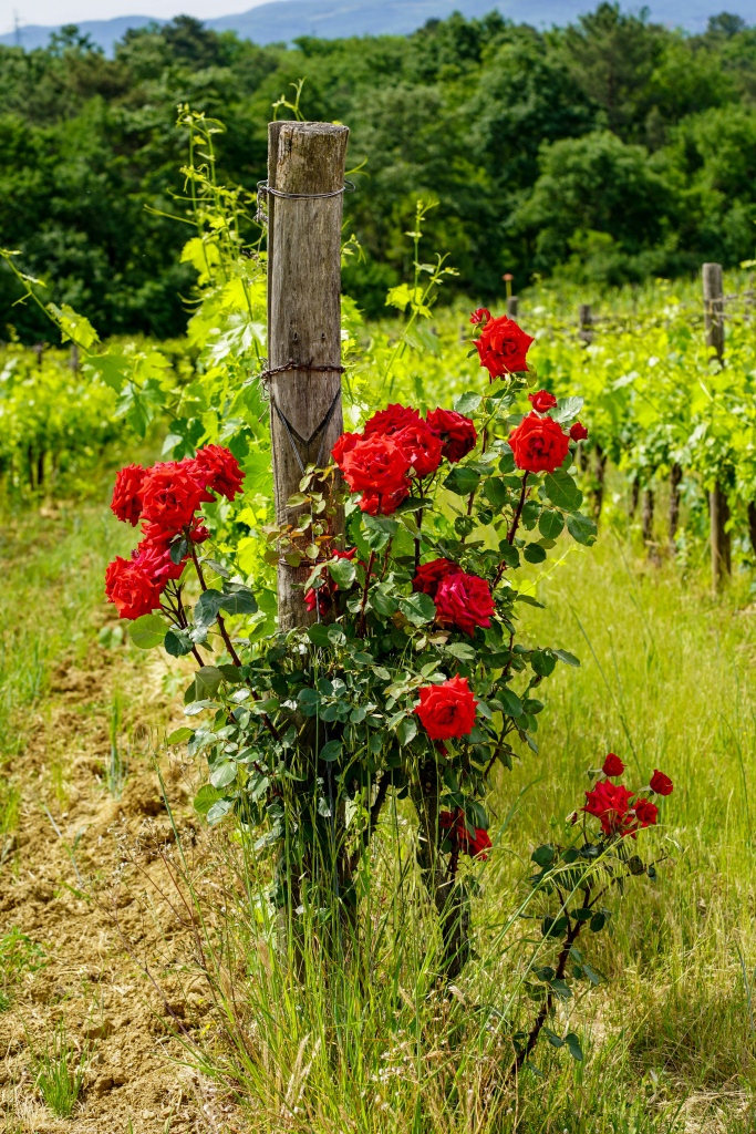 ilborrowines_vigna_24 maggio 2022_ph valeria raniolo (11).jpg