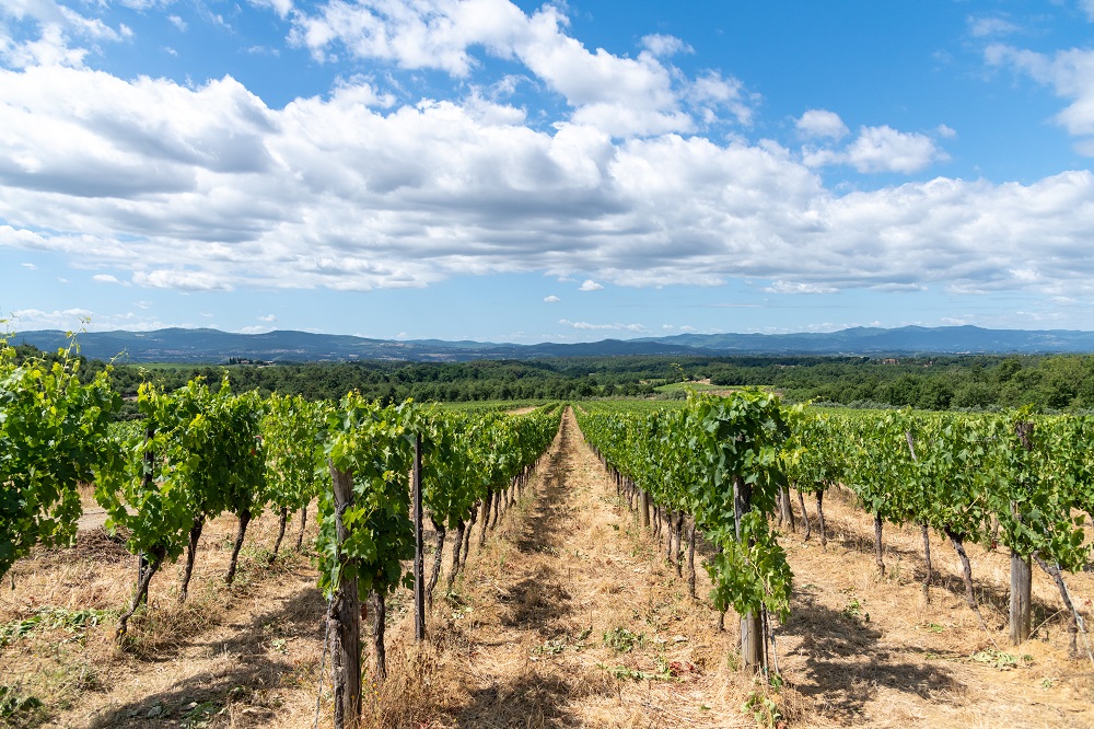 Il Borro - Vigna - Foto Linda Vukaj - Aicod - LVR_3130.jpg