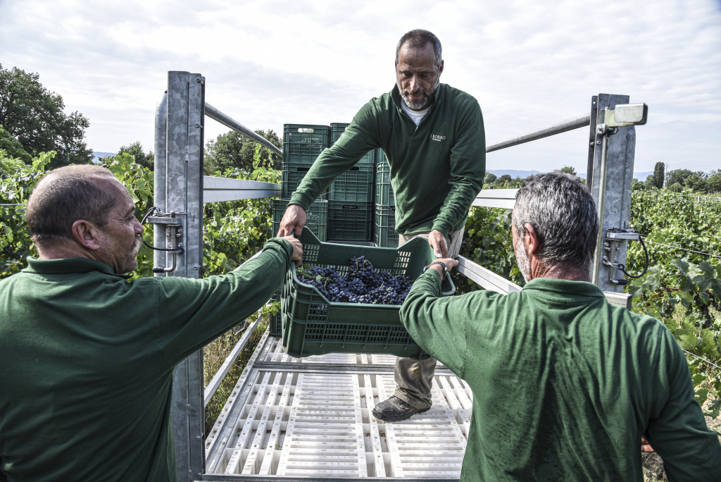 vendemmia 2020_invigna__ph marcobadiani_63.JPG