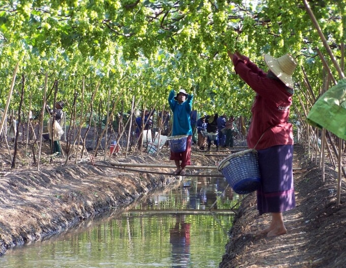 The Siam Winery.jpg The Siam Winery.jpg