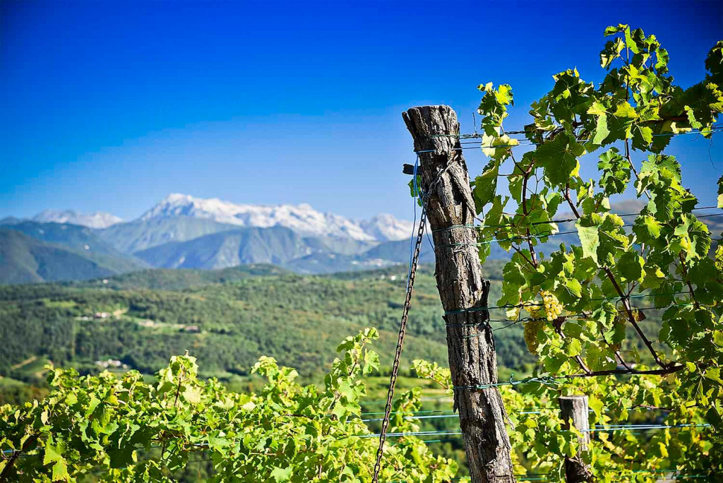 VENICA-VENICA-_Wine-Resort-_Dolegna-del-Collio-_vineyard-RONCO-DELLE-CIME-_FRIULANO-_1500x1000-_150dpi-_Photo-©Carola-Nitsch.jpg