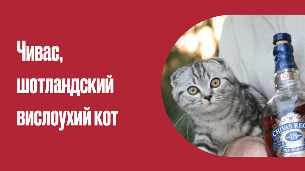 Выбираем имя для кошечки или котика: Все клички от А до Я, для мальчика или девочки - Блог КотаМ