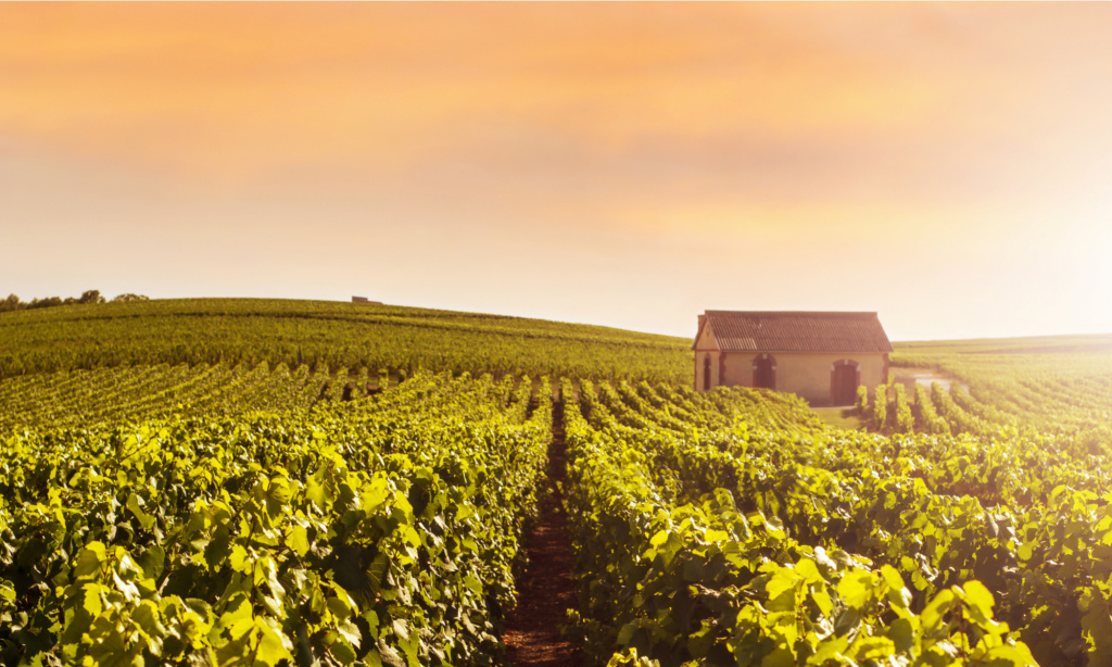 где делают шампанское