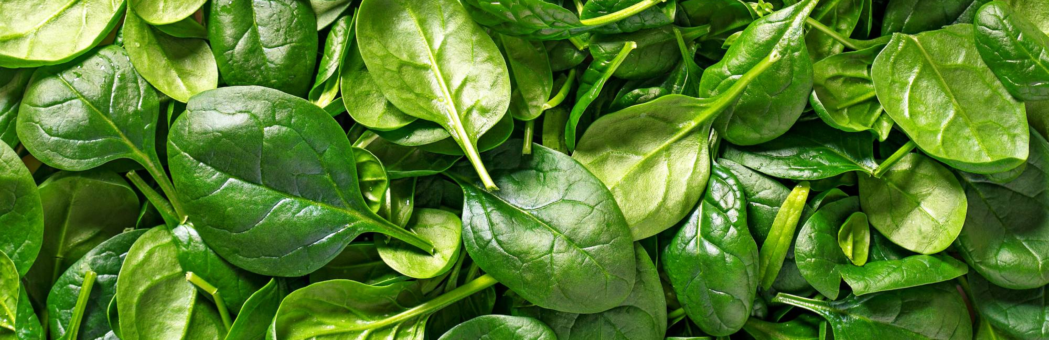 Рецепты: зеленый салат со шпинатом и совиньон блан