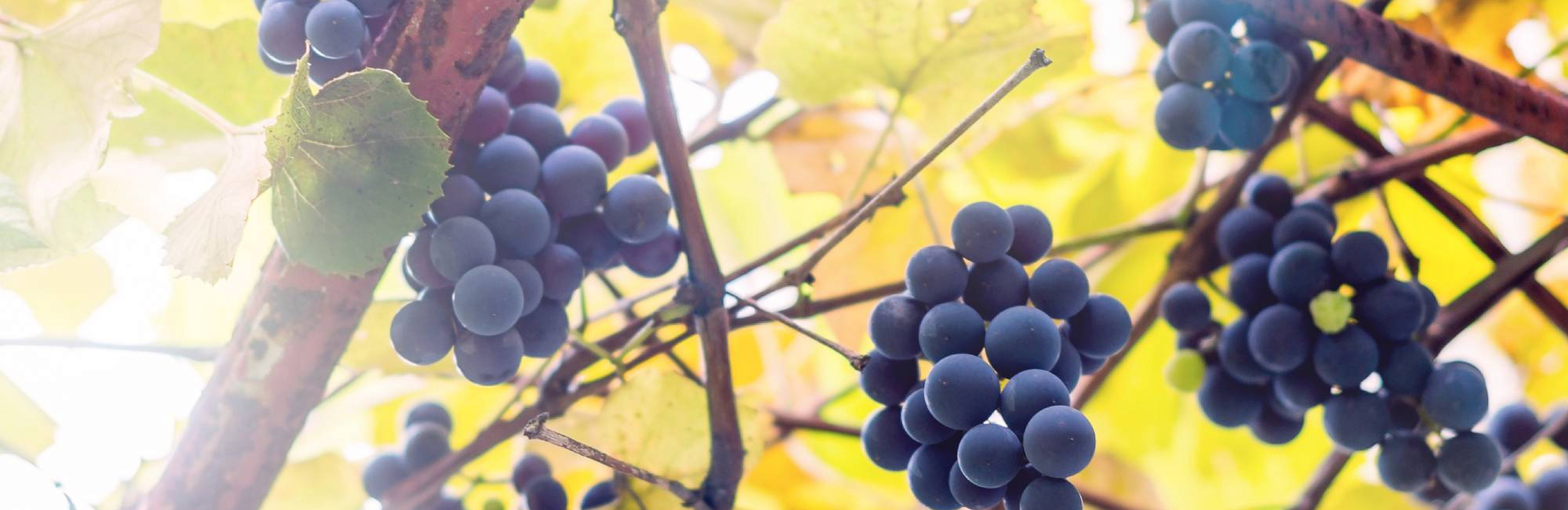 Что не так с изабеллой?