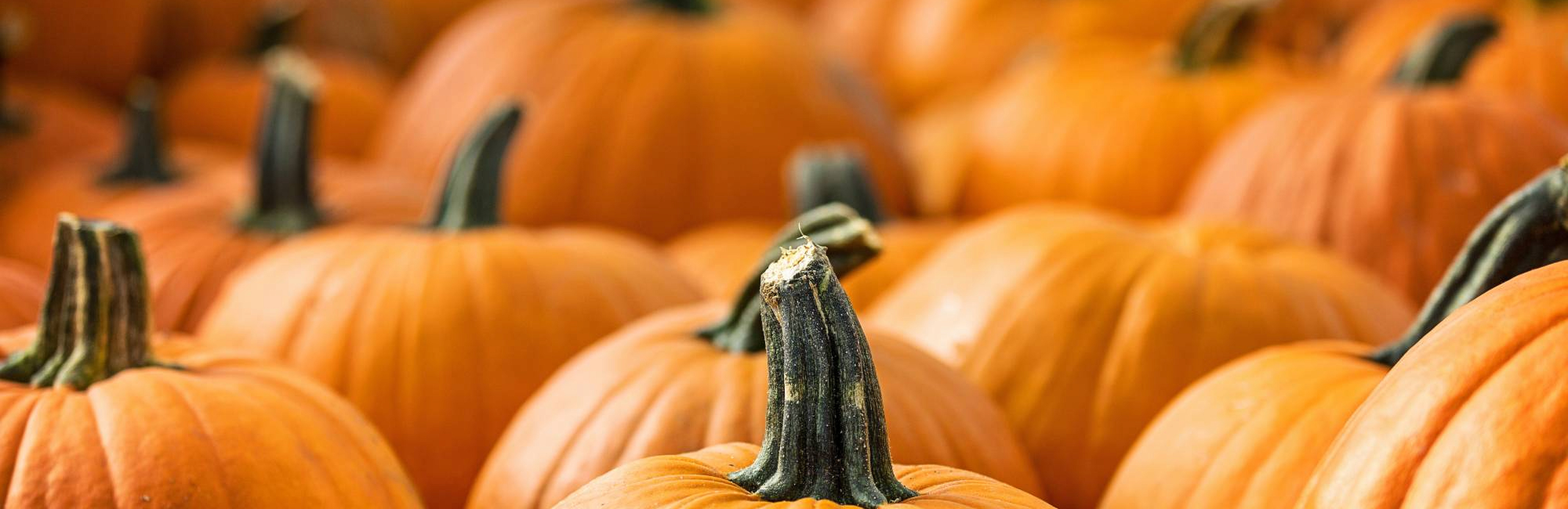 Рецепты: лазанья с тыквой и грюнер вельтлинер