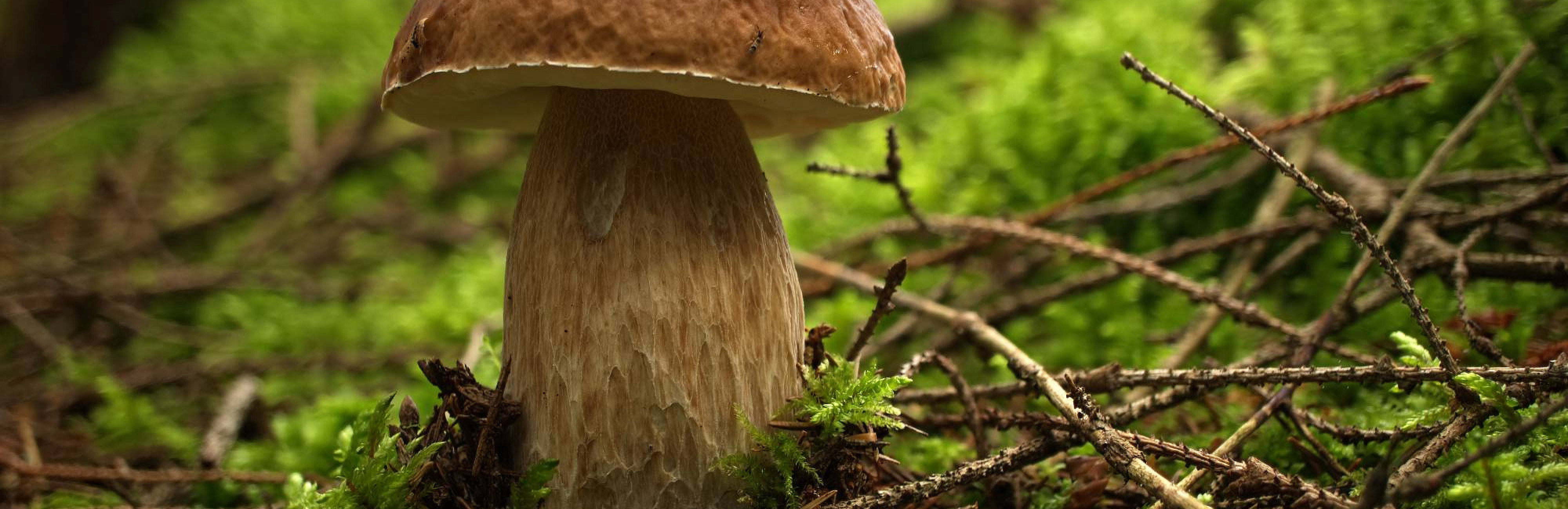 Рецепты: грибное ризотто и пино нуар