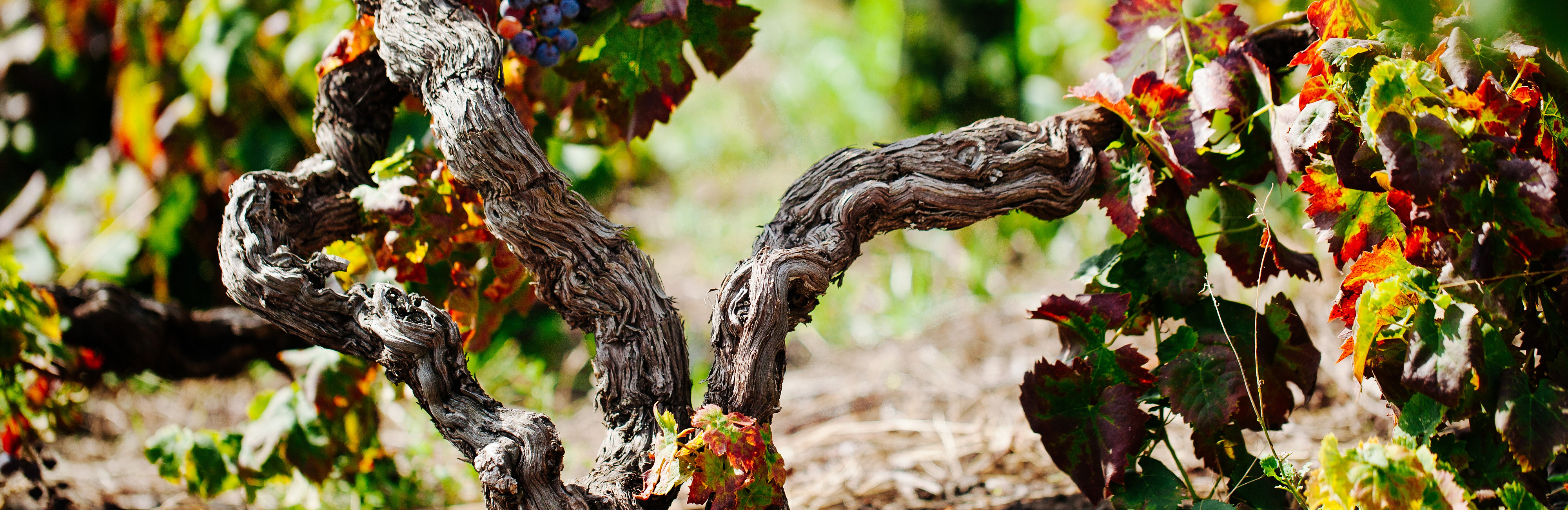 Вулкан в бокале: все о нерелло маскалезе