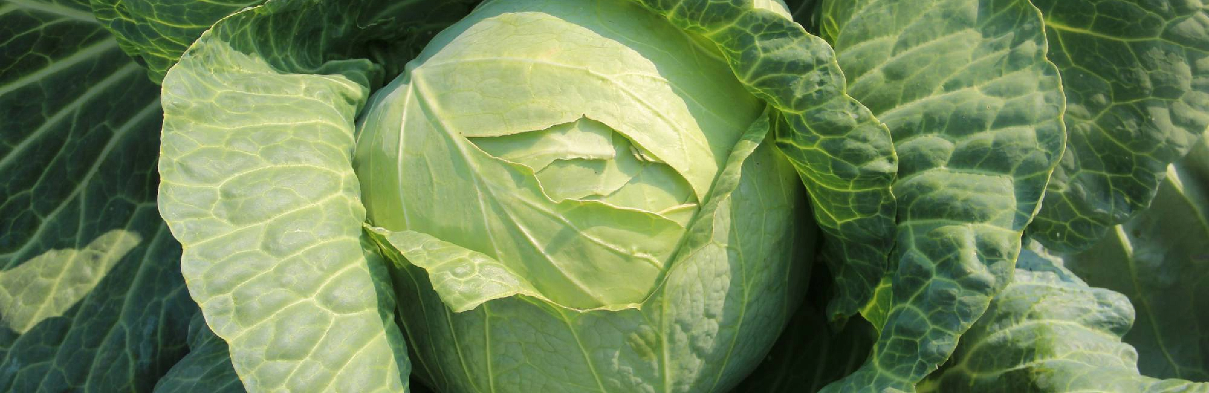 Рецепты: тушеная капуста и рислинг