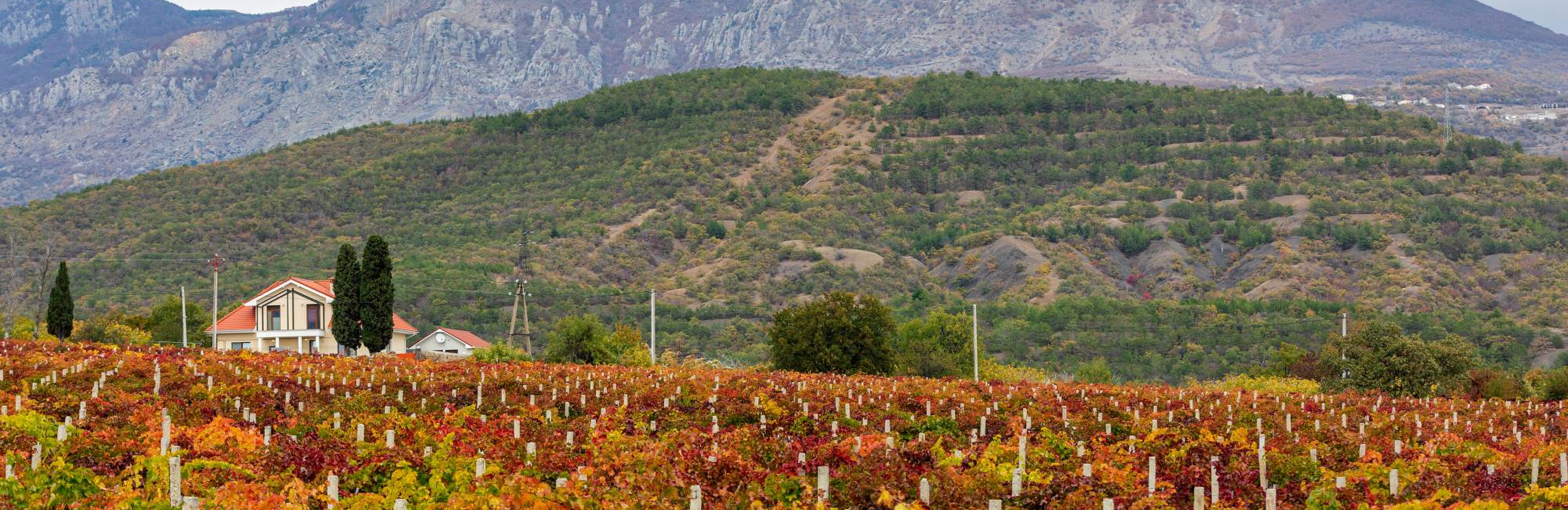 Вот так встреча: неожиданные международные сорта в Крыму