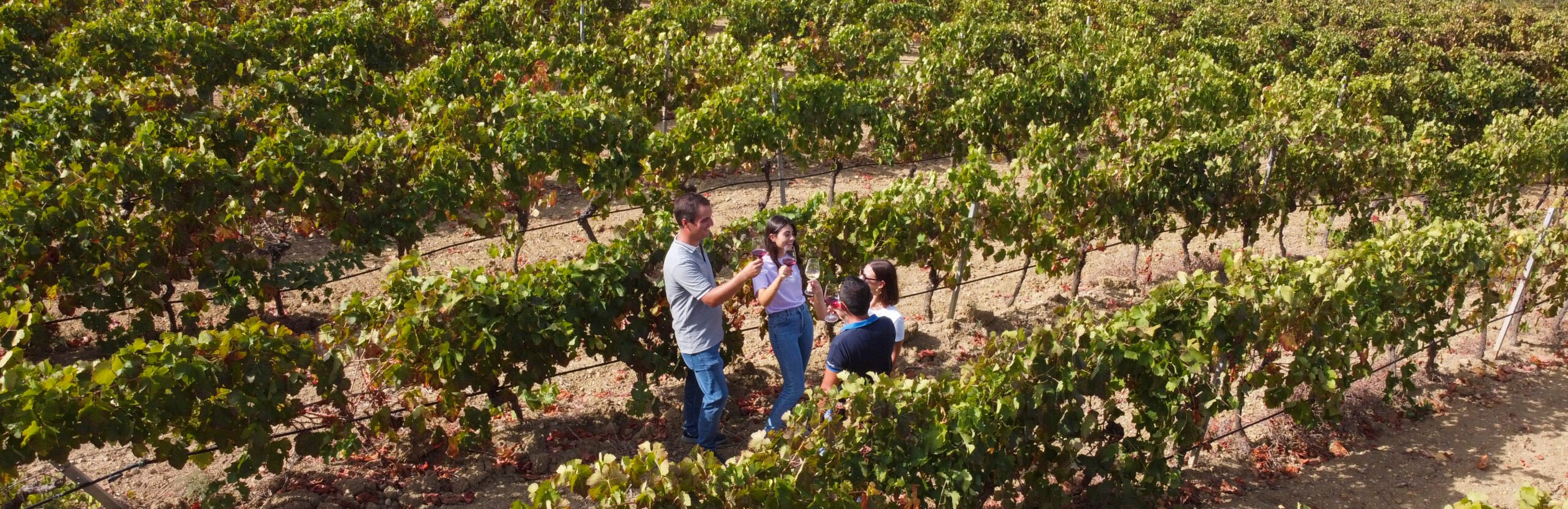 Вино с историей: первое шардоне на Сицилии – Cantine Settesoli