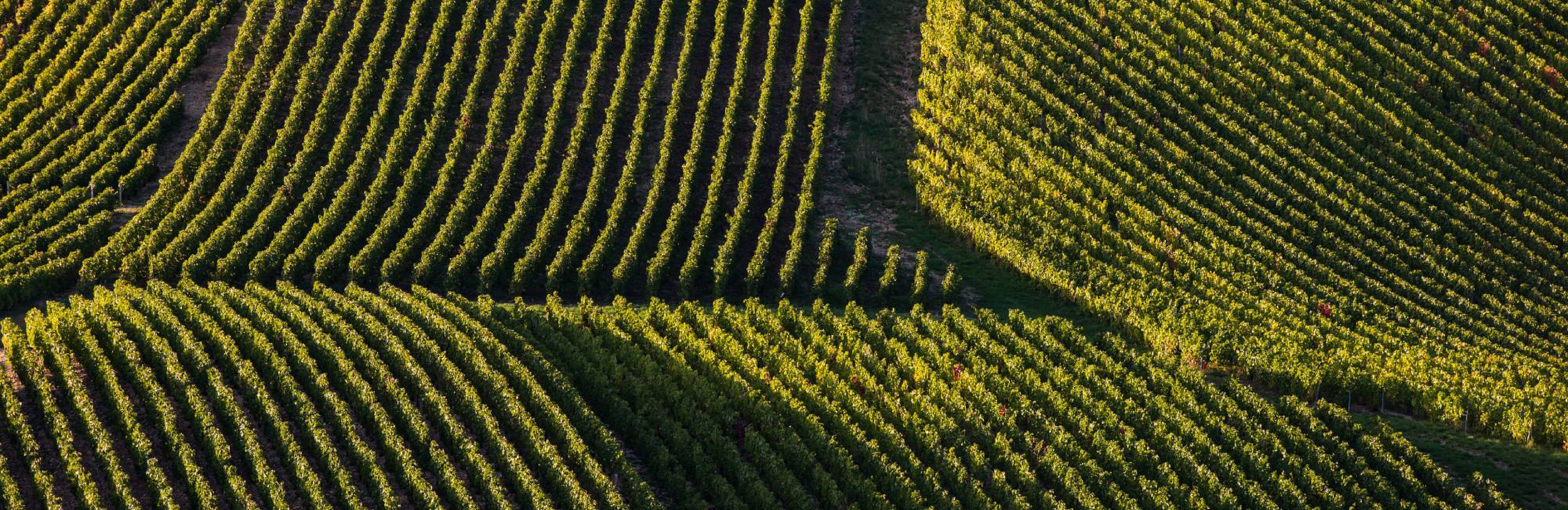 Статус single: вина с отдельных виноградников