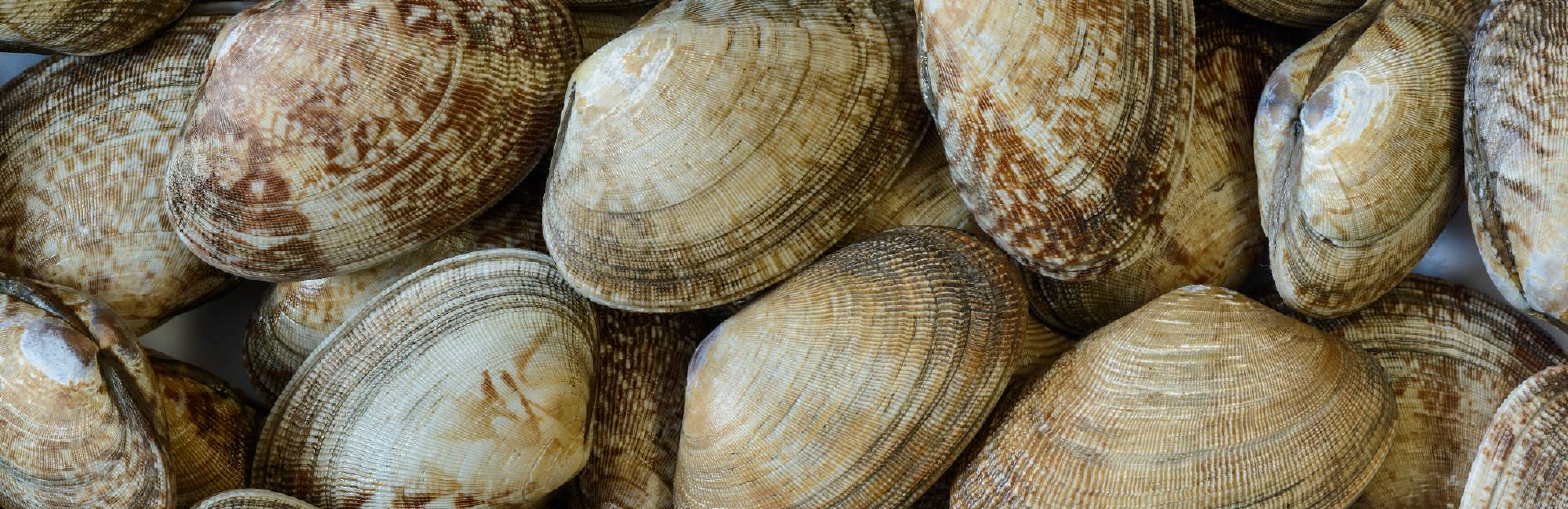 Рецепты: клэм-чаудер и мюскаде