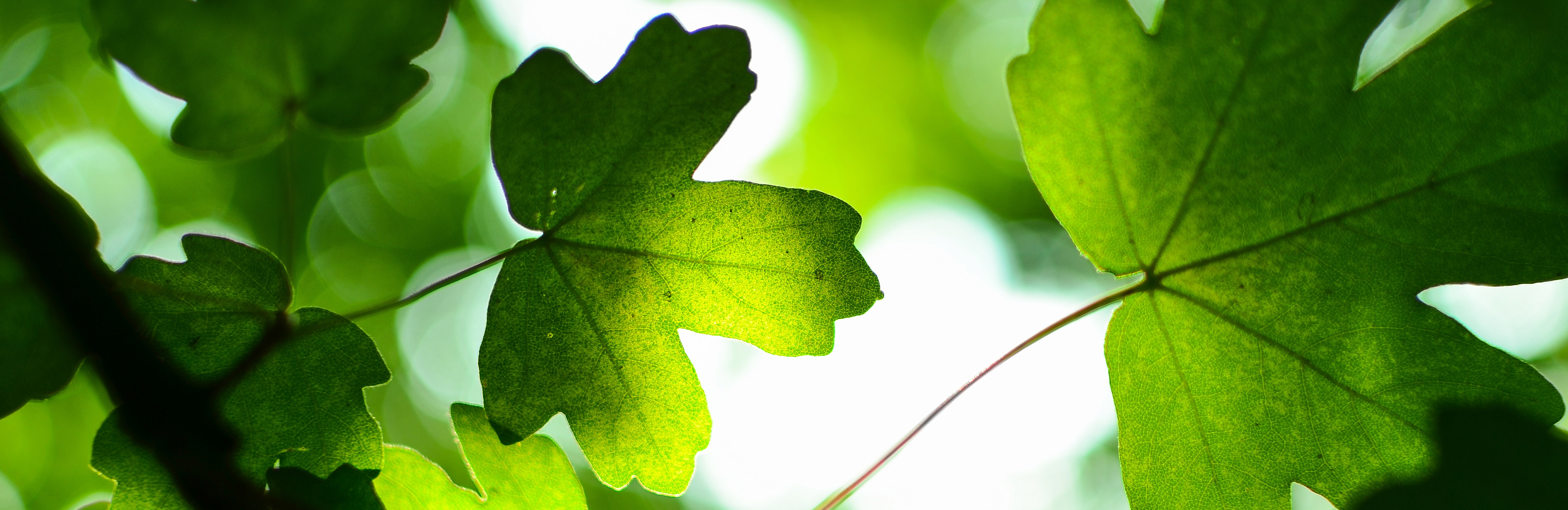 Грузинское вино