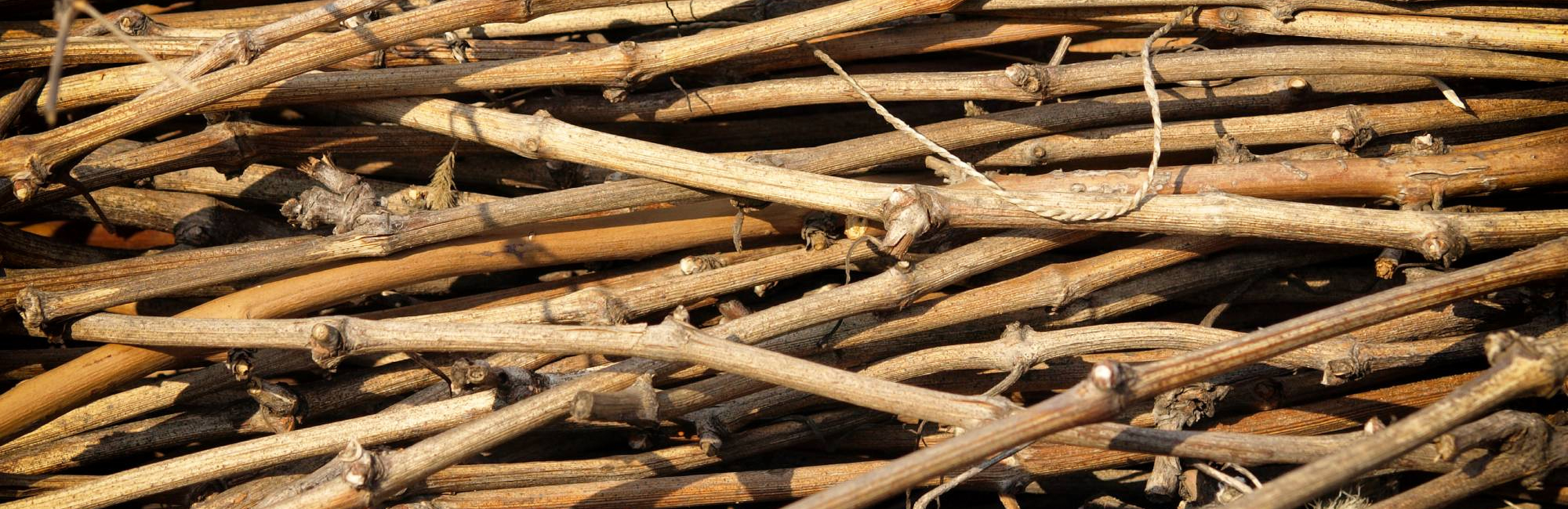 5 вопросов виноделу: Доменико Ческон, винодел Italo Cescon