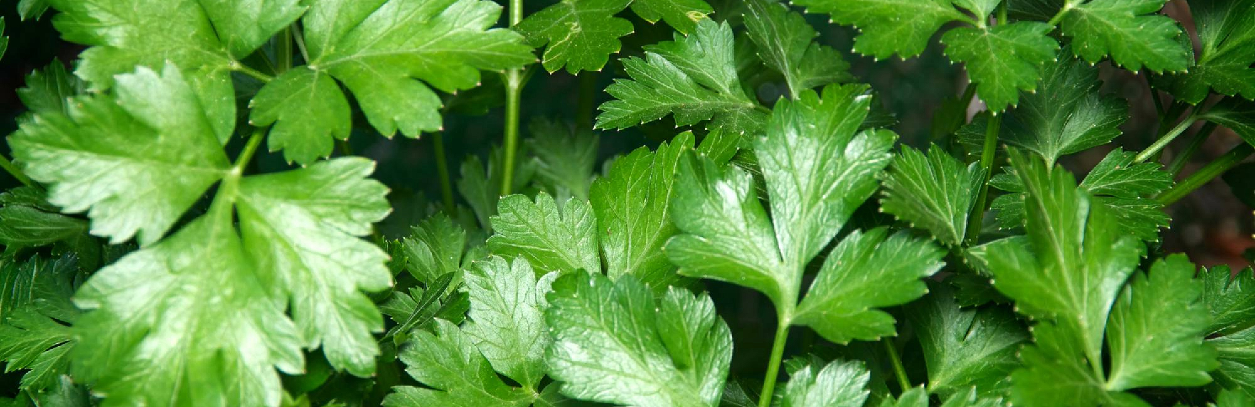 Рецепты: хачапури с сыром и зеленью