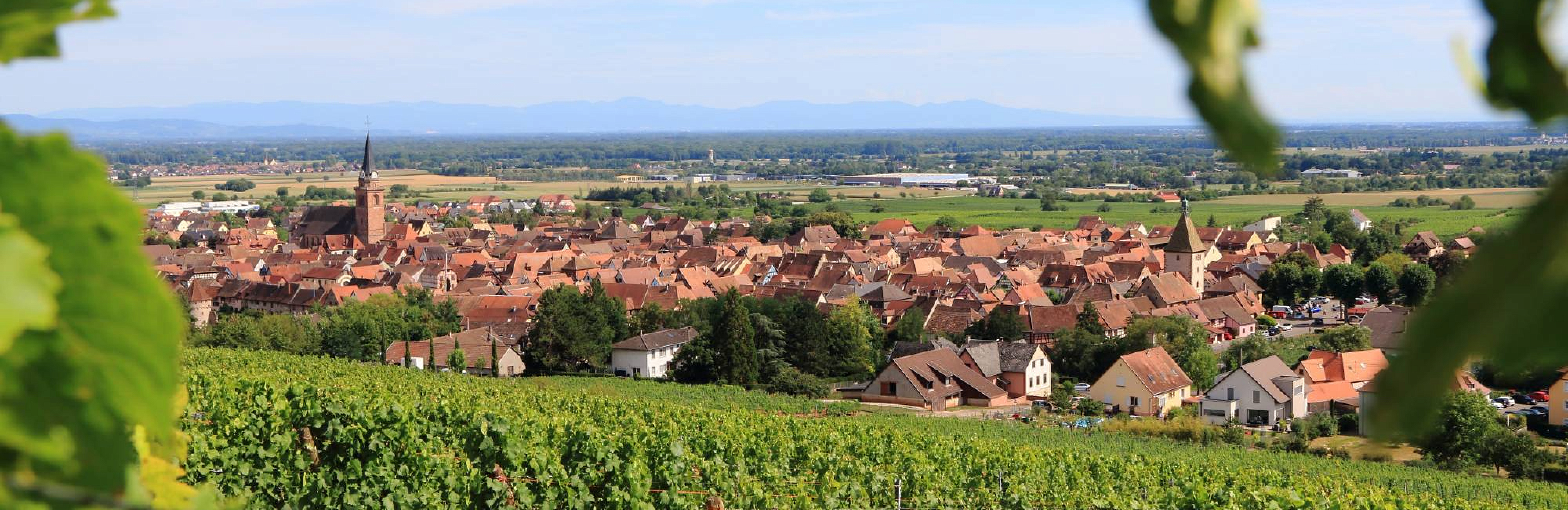 Вино с историей: семь поколений и два гран крю Gustave Lorentz