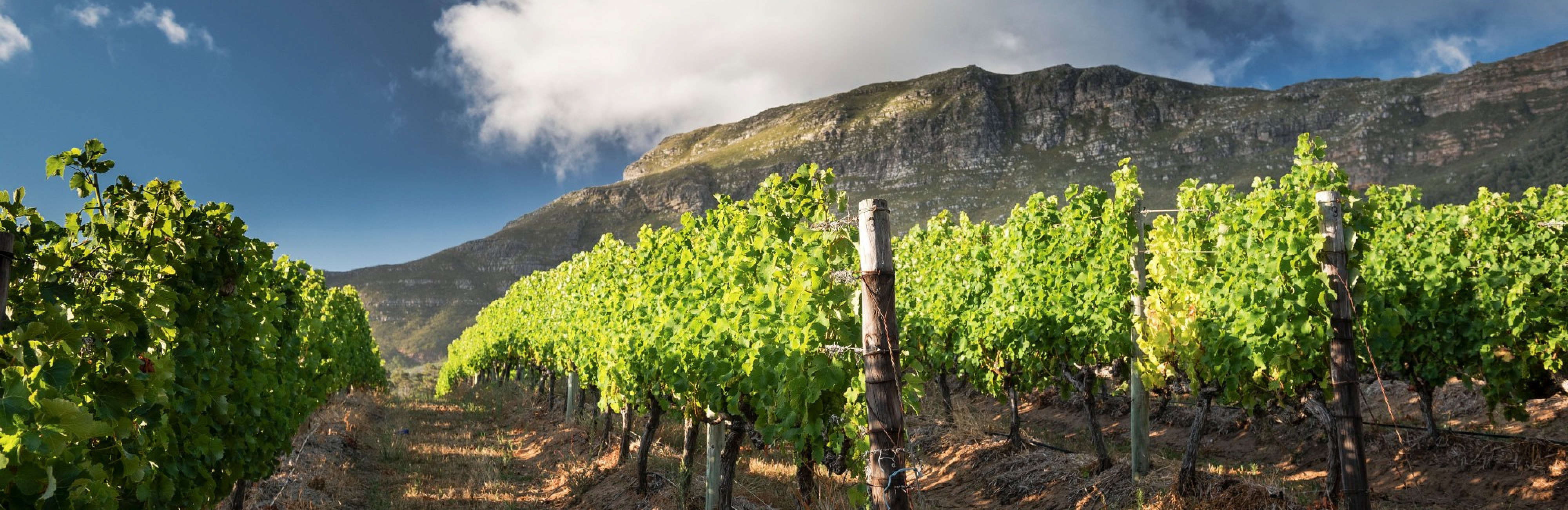 Вино с историей: Kumala – виноделы новой волны в ЮАР